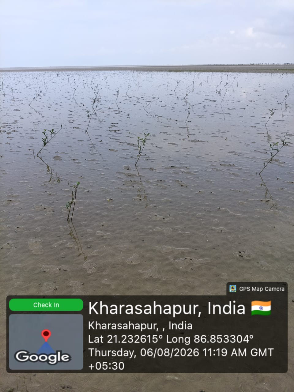 Mangrove Saplings at Kharasahapur
