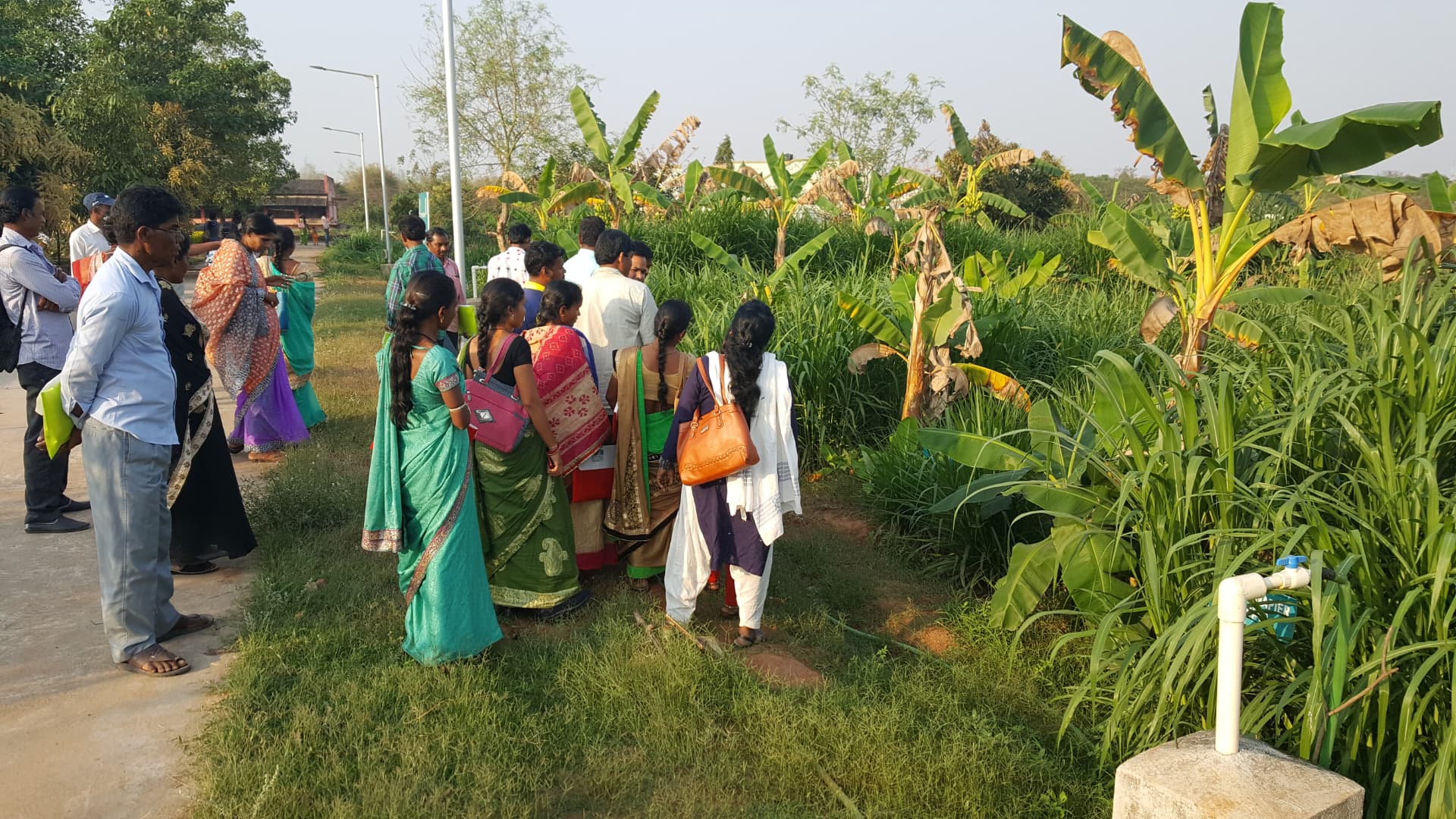 Banana Plantation Field Walk